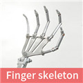 Finger Skelett